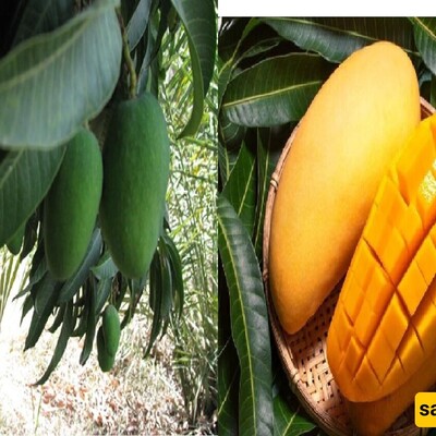 Wandering Through The Land of Sour Mangoes / A 270-Year-Old Cone-Shaped Icehouse Near the Capital