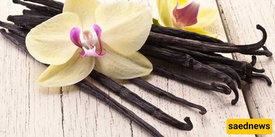 Vanilla: Benefits, Side Effects, and Medicinal Properties