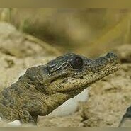 [VIDEO] Nature's Miracle: Witness the Stunning Moment a Crocodile Hatches into the World!