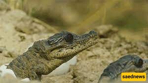 [VIDEO] Nature's Miracle: Witness the Stunning Moment a Crocodile Hatches into the World!