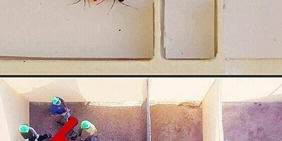 Which one performs better in teamwork: Ants or humans? Watch and be amazed!(Video)