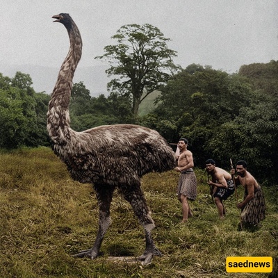 Return of an Extinct Giant Bird to Life