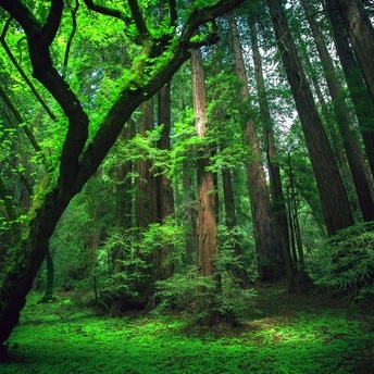 Discover the World’s Greenest Countries: A Photo Guide