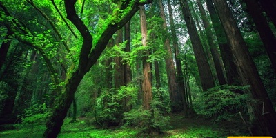 Discover the World’s Greenest Countries: A Photo Guide