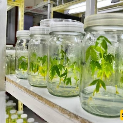 Phytochemistry: Exploring the World of Plant Compounds