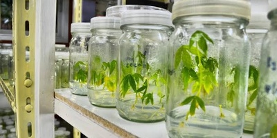 Phytochemistry: Exploring the World of Plant Compounds
