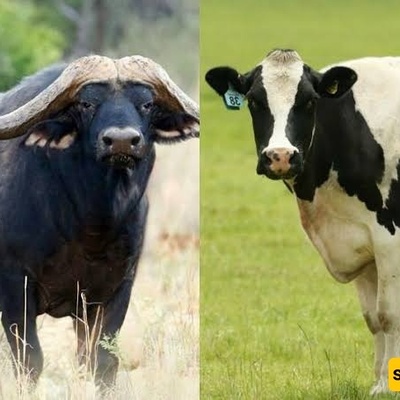 What Is the Difference Between Cows and Buffaloes?