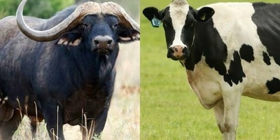What Is the Difference Between Cows and Buffaloes?