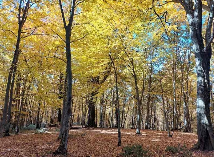 Alimestan Forest