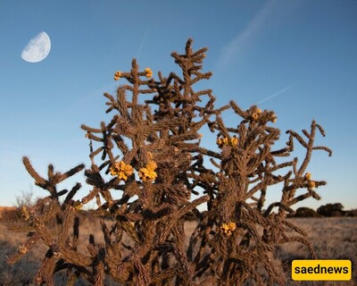 How Do Desert Plants Survive in Extreme Heat?