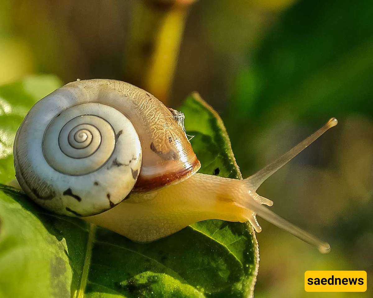 Snail