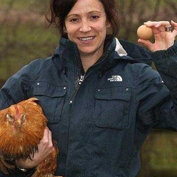The World’s Most Expensive and Golden Chicken: Laying Real Gold Eggs Worth £480 + Photos