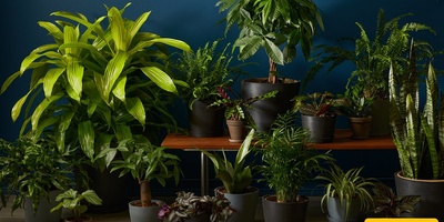 How Can You Keep Houseplants Healthy in a Low-Light Home?
