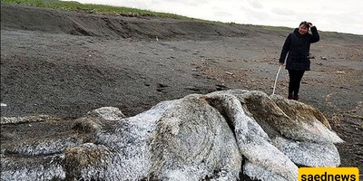 Mysterious Hair-Covered Creature Discovered in a Siberian Lake
