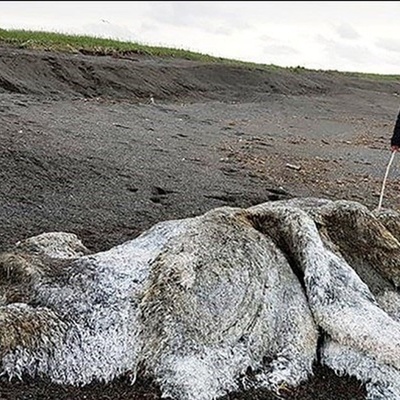 Mysterious Hair-Covered Creature Discovered in a Siberian Lake