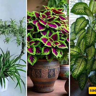 6 Indoor Plants You Must Have in 2026 That Everyone Will Love