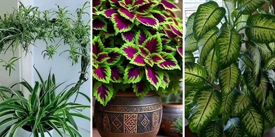 6 Indoor Plants You Must Have in 2026 That Everyone Will Love