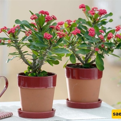 Growing and Caring for Bougainvillea at Home