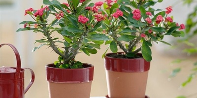 Growing and Caring for Bougainvillea at Home