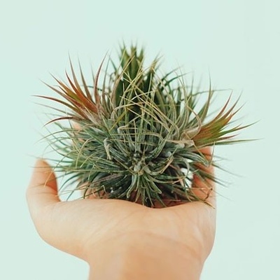 The Complete Guide to Caring for and Watering Aerobic Plants: Tillandsia