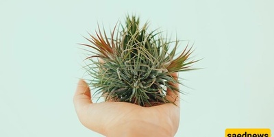 The Complete Guide to Caring for and Watering Aerobic Plants: Tillandsia