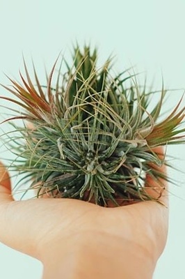 The Complete Guide to Caring for and Watering Aerobic Plants: Tillandsia