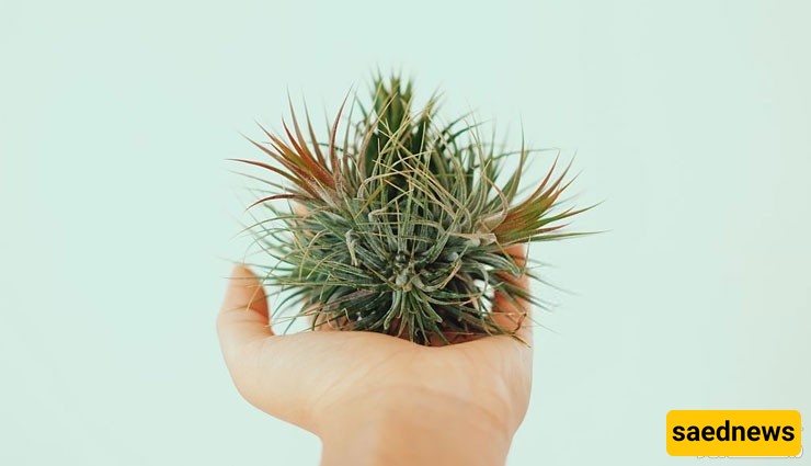 The Complete Guide to Caring for and Watering Aerobic Plants: Tillandsia