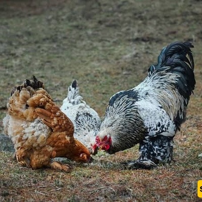 Why Do Chickens Peck at Each Other? Causes, Warning Signs, and Solutions