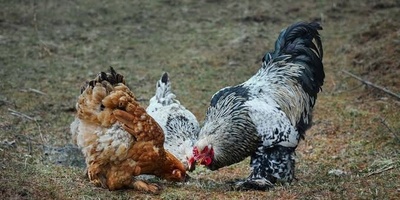 Why Do Chickens Peck at Each Other? Causes, Warning Signs, and Solutions