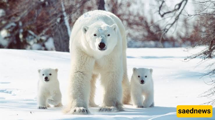 Polar Bear
