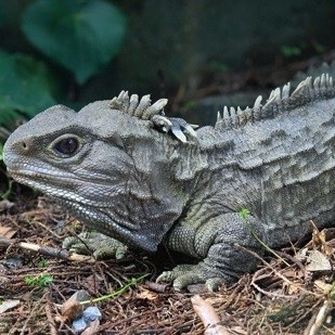 The Longest-Lived Animals on Earth