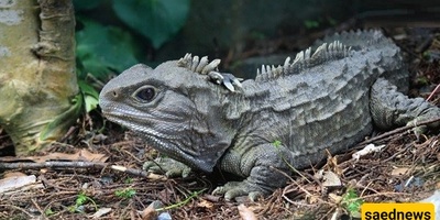 The Longest-Lived Animals on Earth