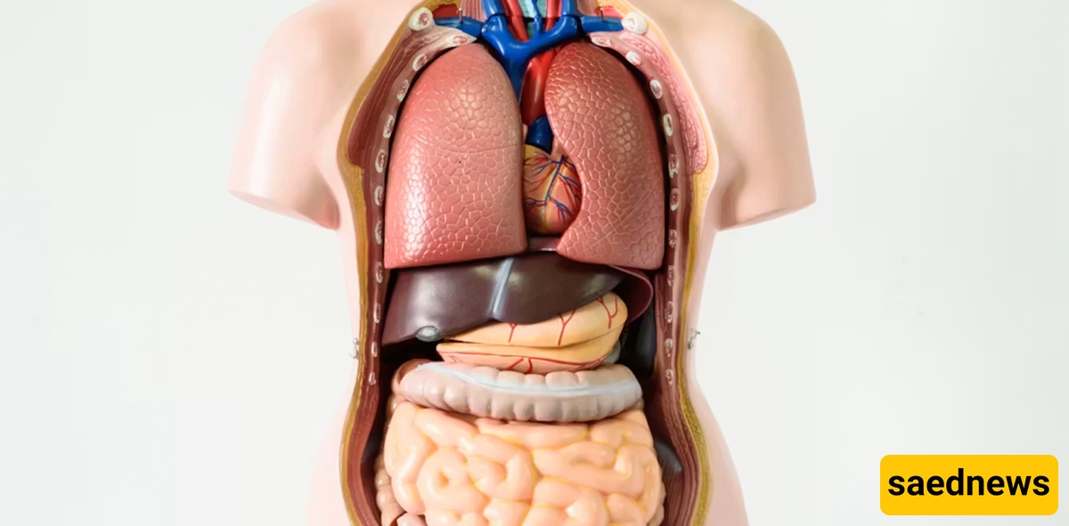 internal organs