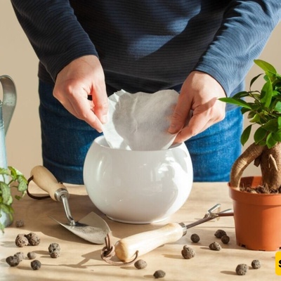 Coffee Filters: The Hidden Hero of Houseplants for Retaining Soil Moisture and Improving Drainage