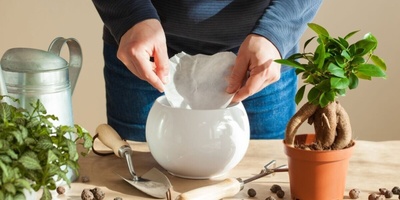 Coffee Filters: The Hidden Hero of Houseplants for Retaining Soil Moisture and Improving Drainage