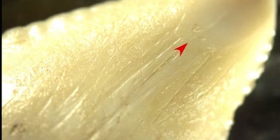 7,000-Year-Old Weapons Made from Shark Teeth Discovered