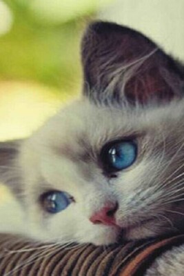 Are You Familiar With The Regulations and Conditions For Keeping a Cat at Home?