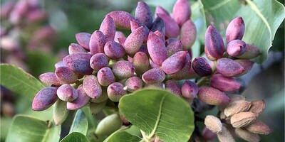 A Fascinating Trick To Grow A Pistachio Tree At Home With Just A Few Pistachio Seeds / With This Method, You Can Have A Pistachio Tree In Your House Too + Video