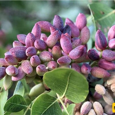 A Fascinating Trick To Grow A Pistachio Tree At Home With Just A Few Pistachio Seeds / With This Method, You Can Have A Pistachio Tree In Your House Too + Video