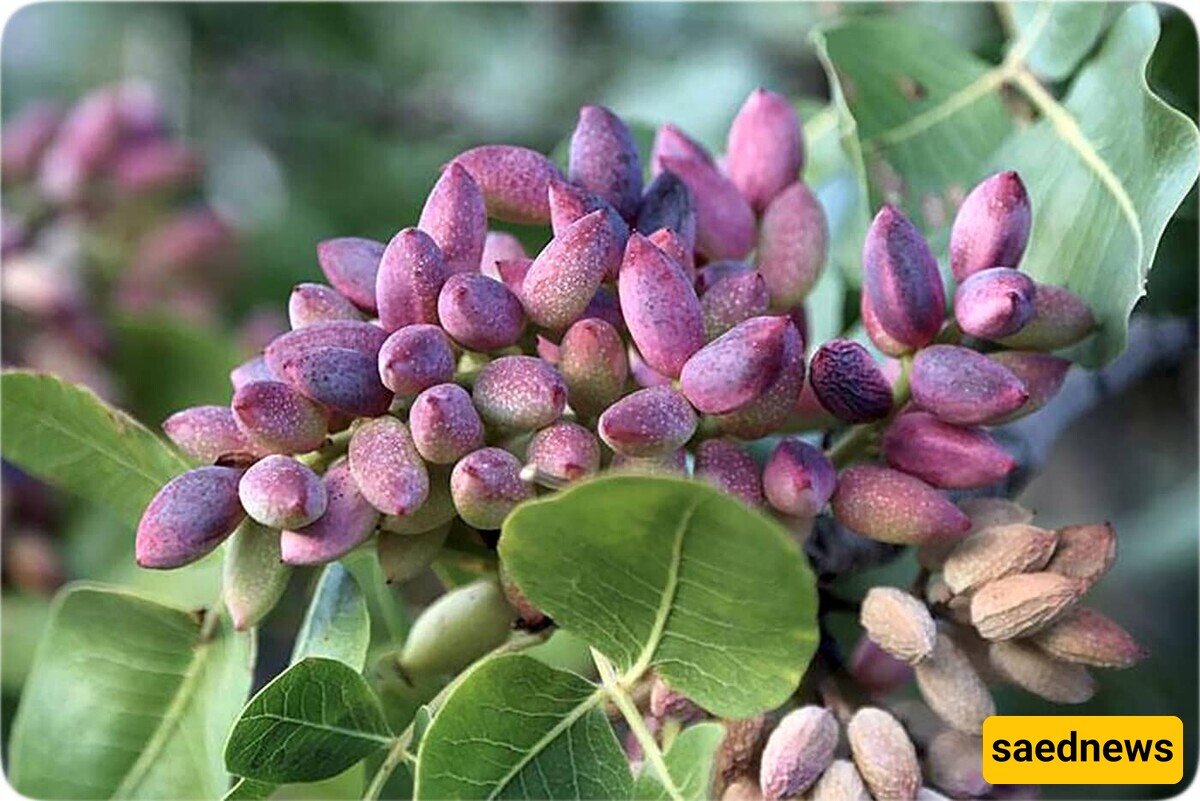 A Fascinating Trick To Grow A Pistachio Tree At Home With Just A Few Pistachio Seeds / With This Method, You Can Have A Pistachio Tree In Your House Too + Video