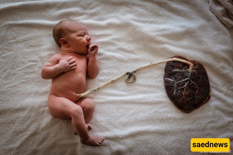 placenta 