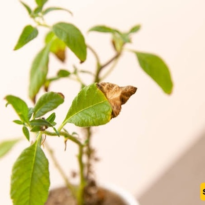 Why Do Plants Near Windows Sometimes Develop Burnt Leaves?