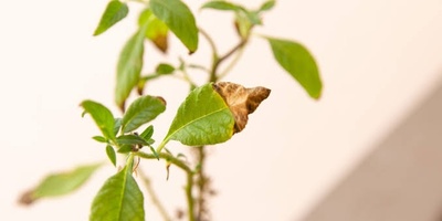 Why Do Plants Near Windows Sometimes Develop Burnt Leaves?