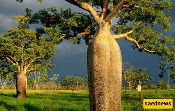 tree