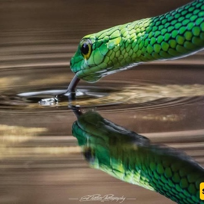 Watch | How Do Snakes Drink Water?