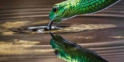 Watch | How Do Snakes Drink Water?