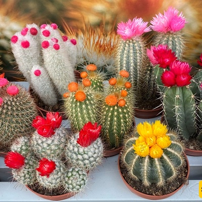How Much Light Does a Cactus Need for Better Growth?