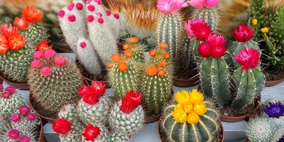 How Much Light Does a Cactus Need for Better Growth?