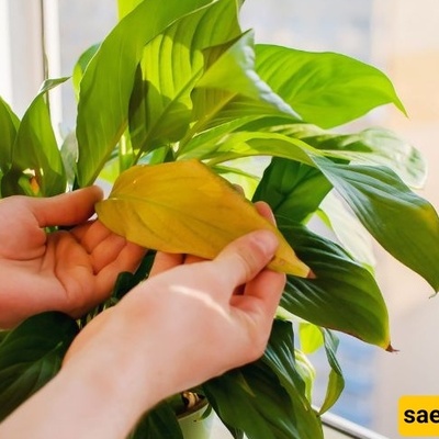 Why Might a Plant Leaf Change Color Only on One Side of the Pot?