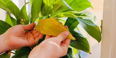 Why Might a Plant Leaf Change Color Only on One Side of the Pot?